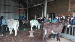 epi animaux (5)
