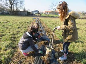 plantation haie bocag