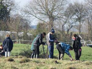 plantation haie bocag